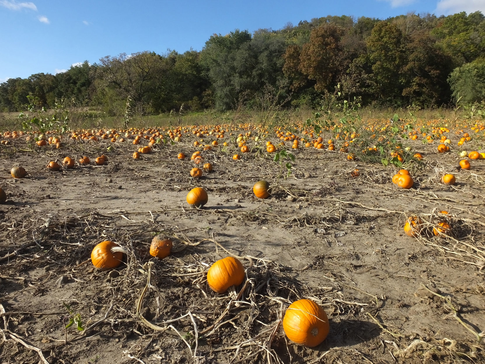 102419-sauk-news-fall